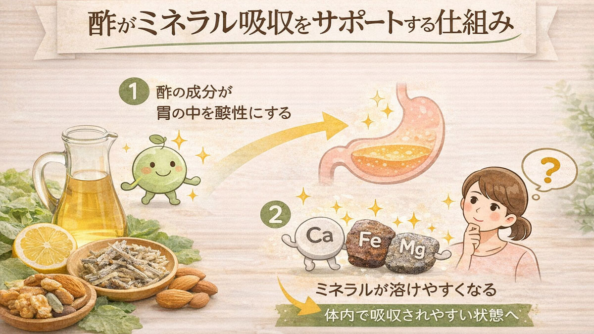 酢が胃の中を酸性にしてカルシウム・鉄・マグネシウムなどのミネラルを溶けやすくし、体内で吸収されやすくなる仕組みをイラストで解説した、ナチュラルで優しい雰囲気のインフォグラフィック画像